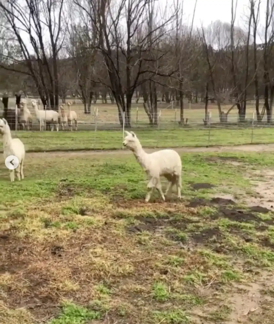 Hilary-Duff-Gets-Alpaca