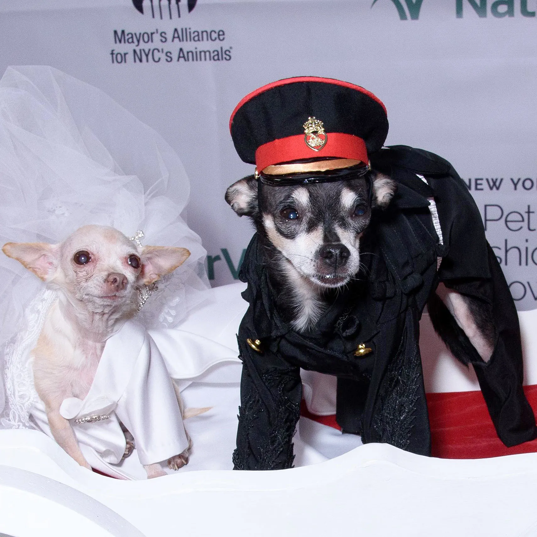 Meghan Barkle and Prince Harry of Tails Steal the Spotlight at New York Pet Fashion Show