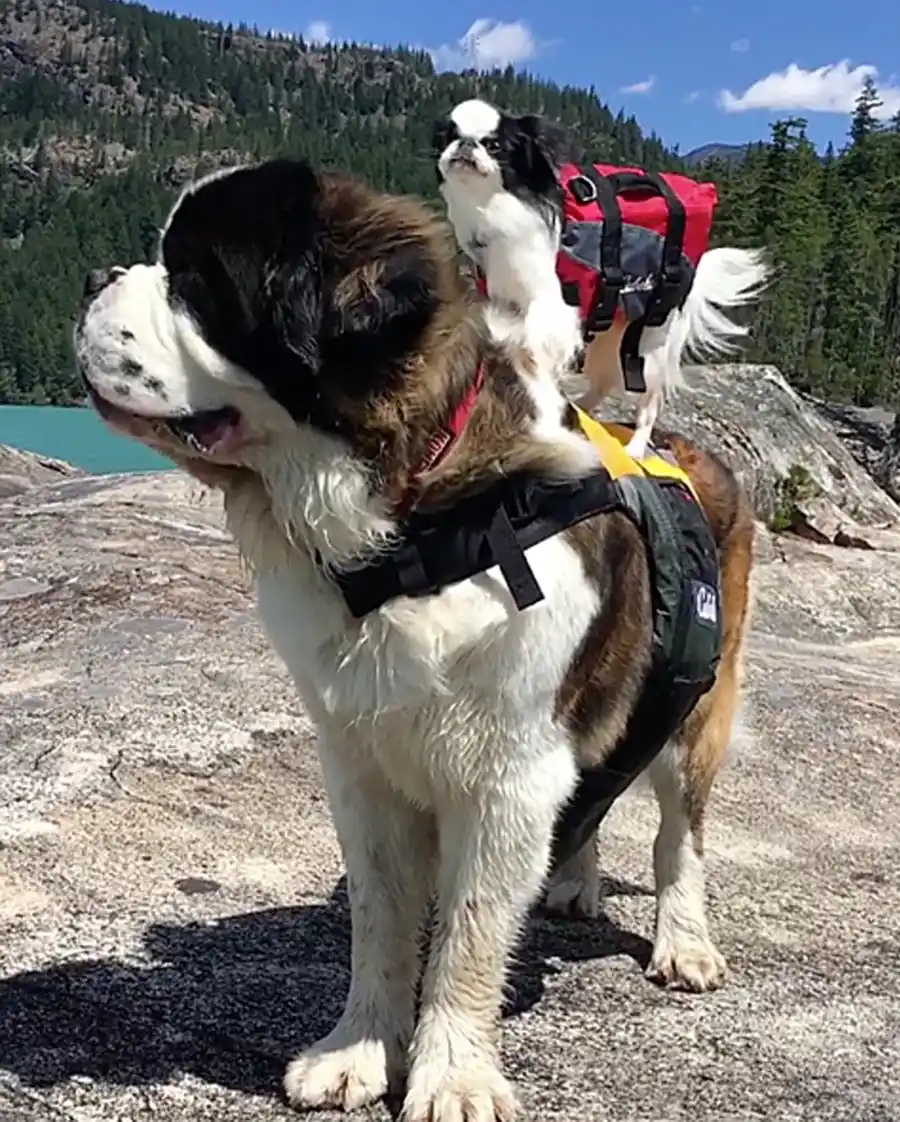 Luxury Handbag Shopping’s Petformers Awards: See the Complete Winners List!