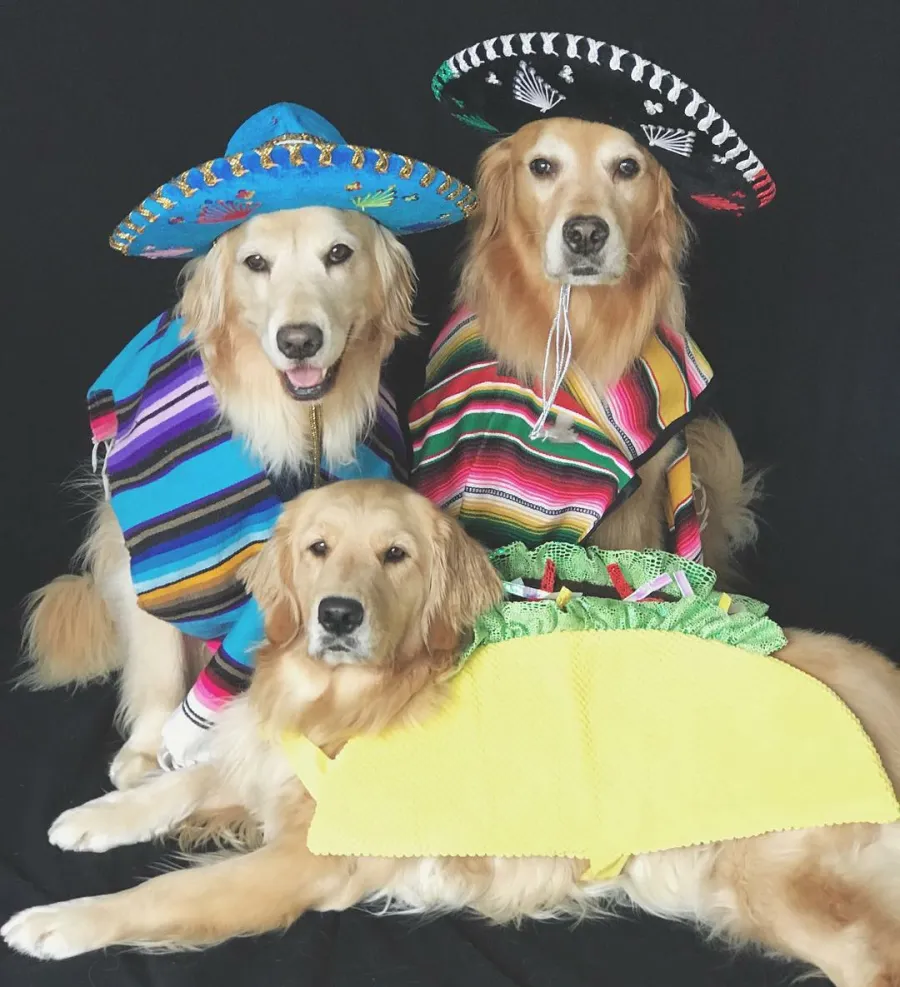 Luxury Handbag Shopping’s Petformers Awards: See the Complete Winners List!