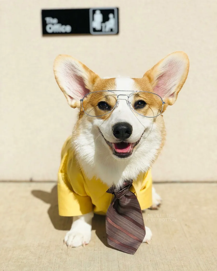 Luxury Handbag Shopping’s Petformers Awards: See the Complete Winners List!