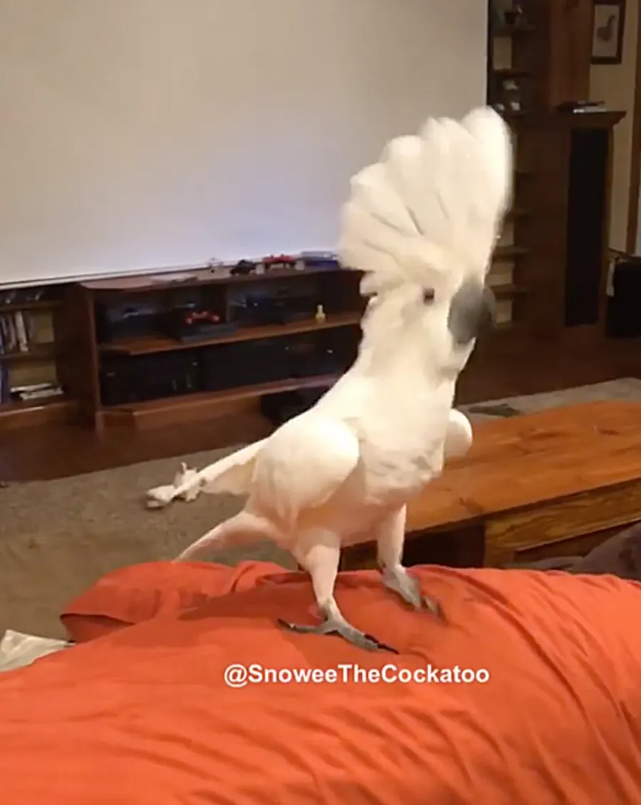 Luxury Handbag Shopping’s Petformers Awards: See the Complete Winners List!