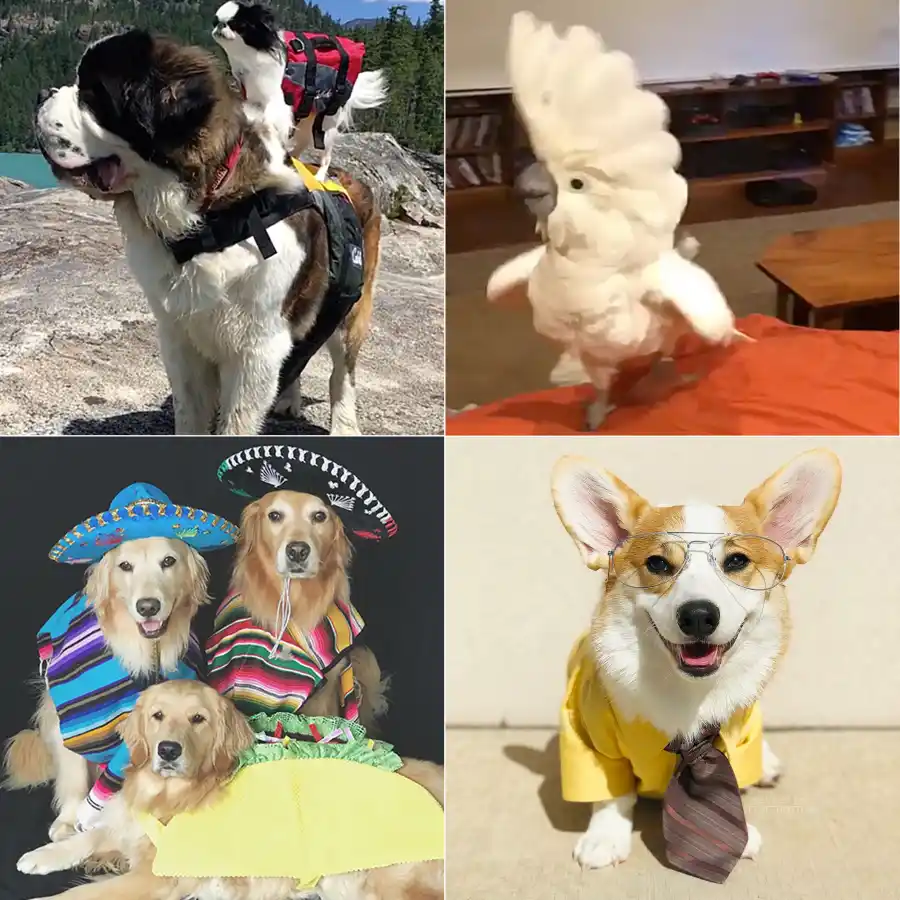 Luxury Handbag Shopping’s Petformers Awards: See the Complete Winners List!