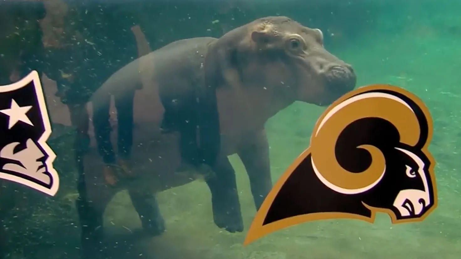 Famous Animals Predict the 2019 Super Bowl Winner