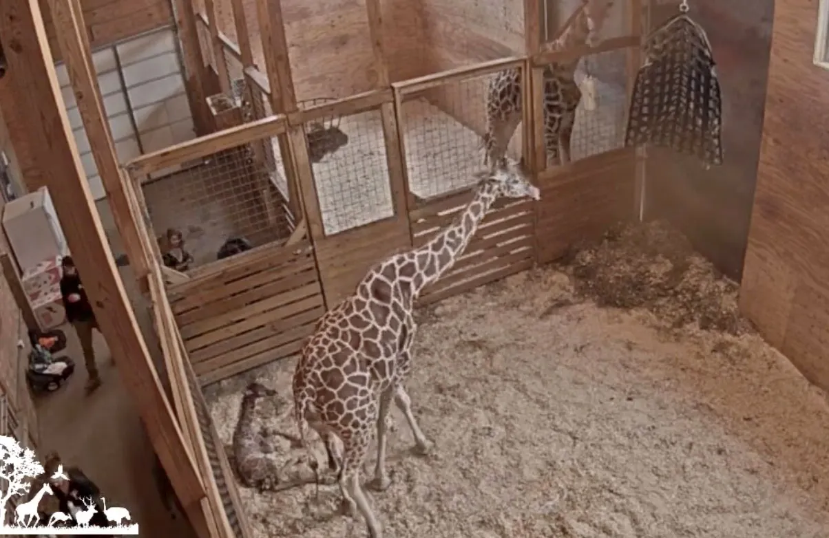 April the Giraffe Gives Birth to Fifth Calf on Livestream