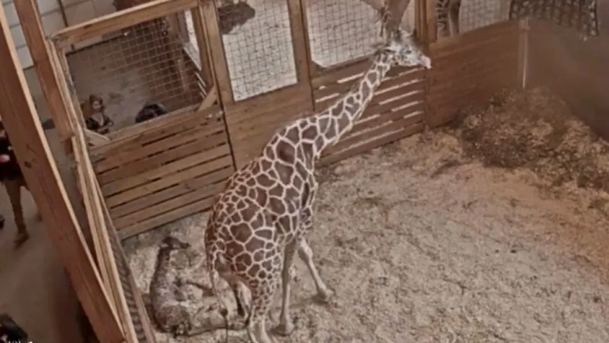 April the Giraffe Gives Birth to Fifth Calf on Livestream