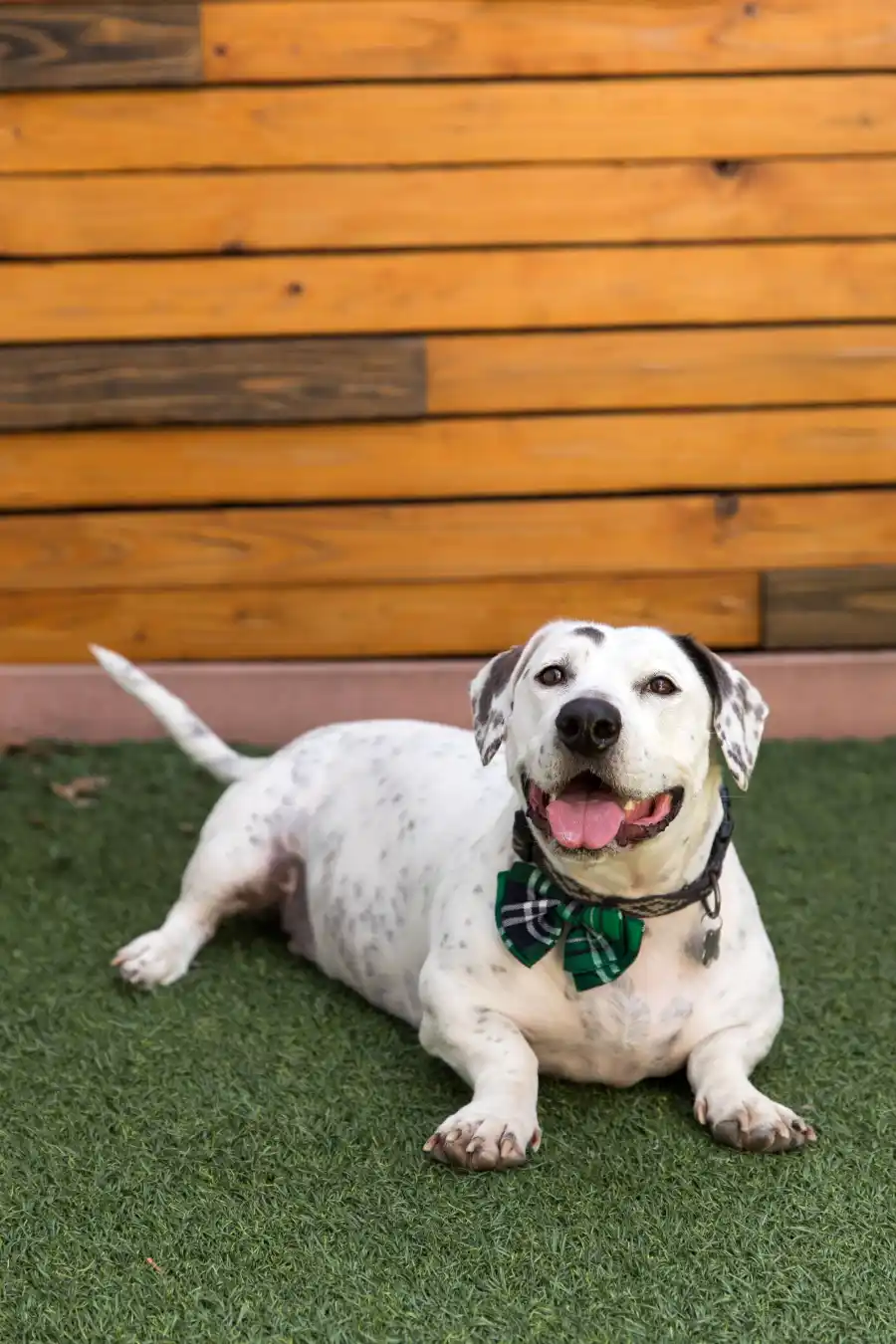 Howard, the American Rescue Dog Show Winner