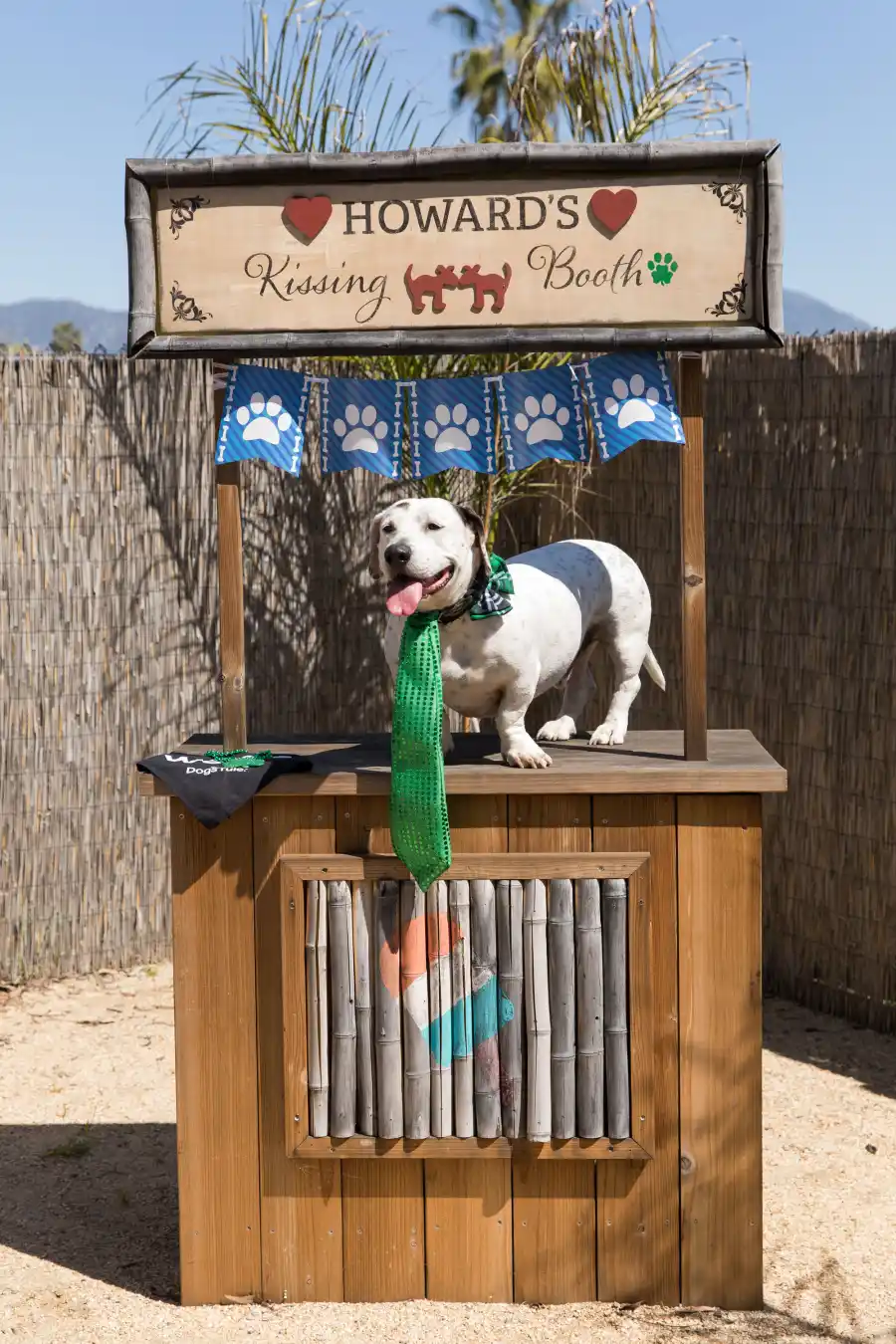 Howard, the American Rescue Dog Show Winner