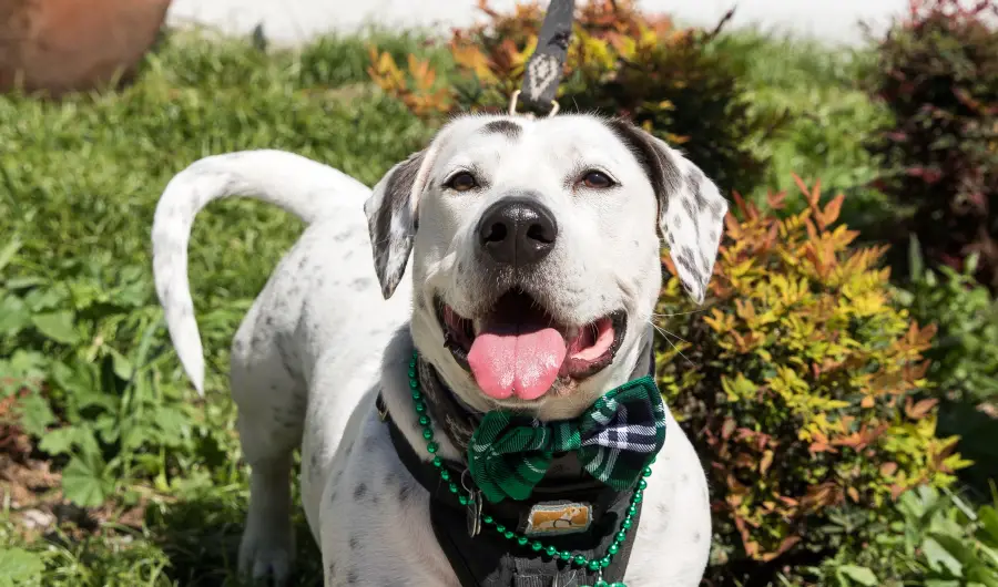 Howard, the American Rescue Dog Show Winner