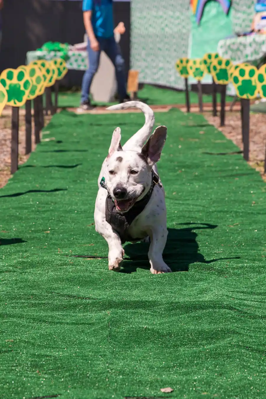 Howard, the American Rescue Dog Show Winner