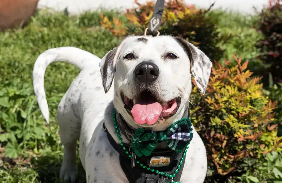 Howard, the American Rescue Dog Show Winner