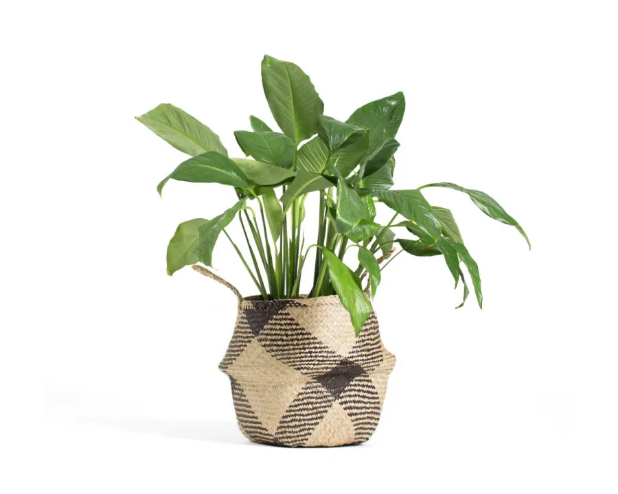 Fathers Day Gift Guide