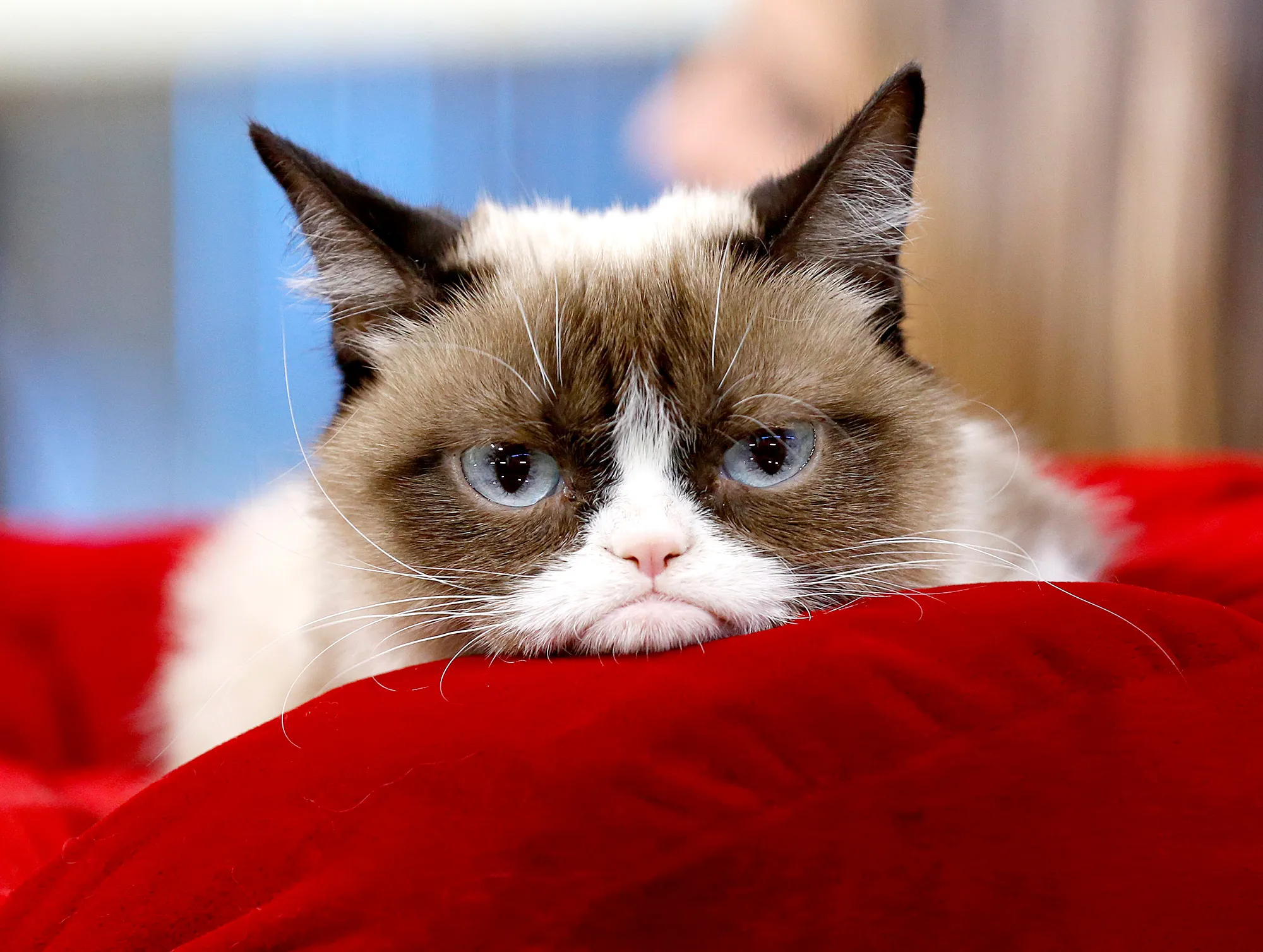 Grumpy-Cat-dead