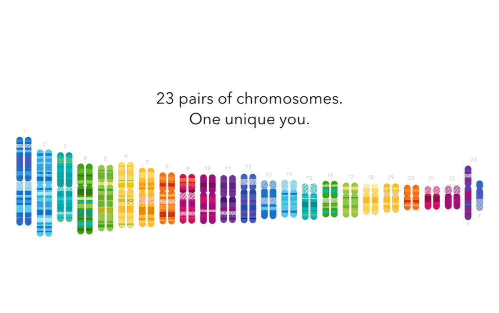 Chromosomes