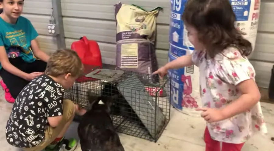 Jenelle Evans Posts Video of David Eason, Kids on Her Farm With Dog Nugget Amid Custody Battle