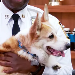 Brooklyn Nine-Nine's Beloved Cheddar the Dog Dies