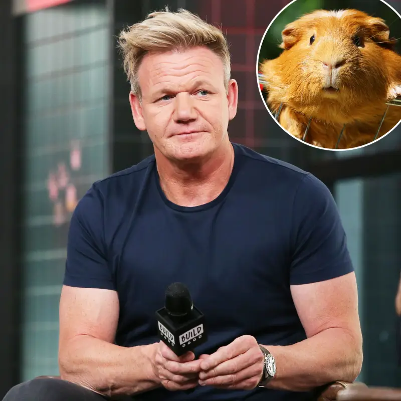 Gordon Ramsay Under Fire for Saying Guinea Pigs Are Delicious