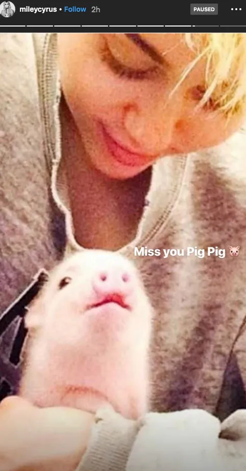 Miley Cyrus and Pig Pig