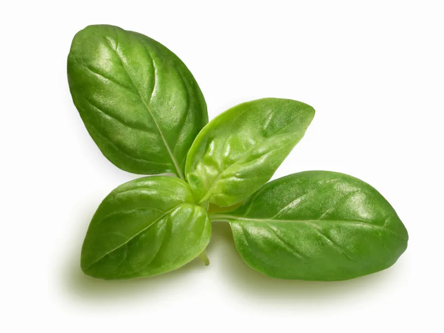 basil-sprig