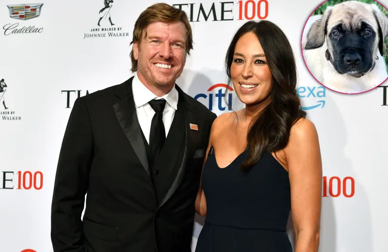 Chip Gaines Surprises Wife Joanna With an English Mastiff Puppy