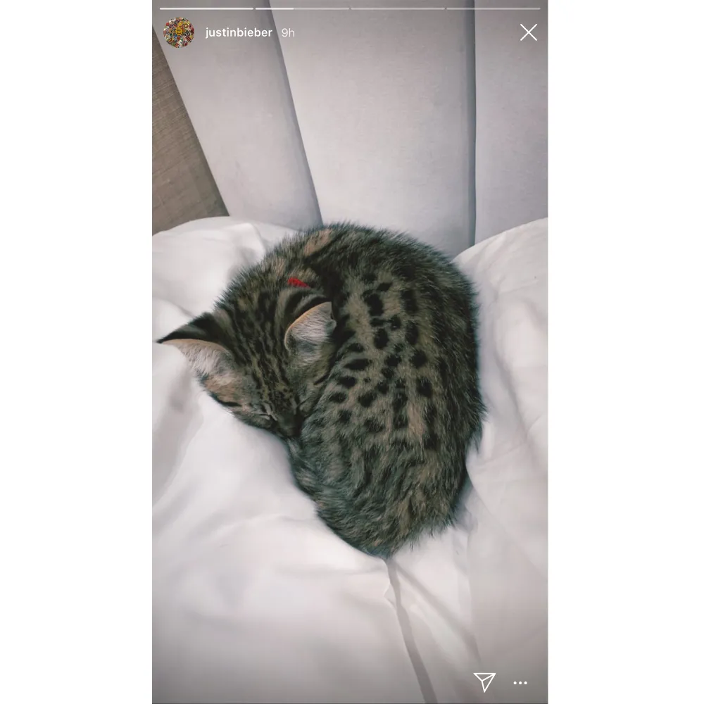 Justin Bieber and Hailey Baldwin Adopt Kitten