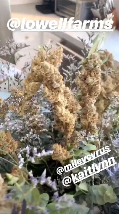 Miley Cyrus and Kaitlynn Carter Send Weed Bouquet to Brody Jenner