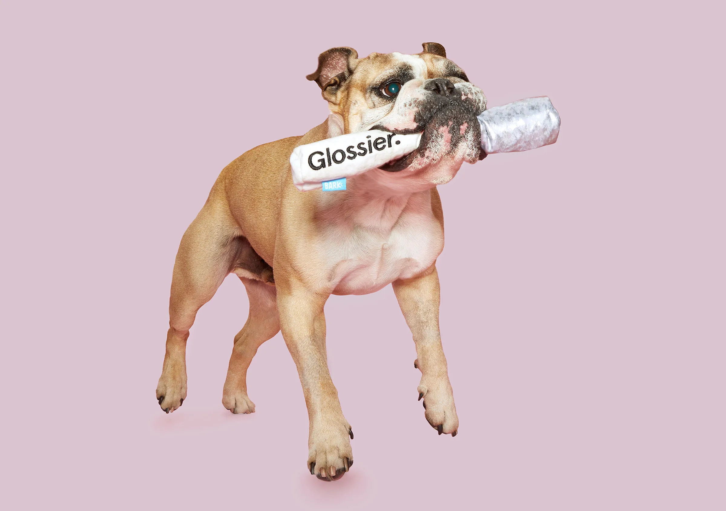 Glossier x BarkBox Collaboration