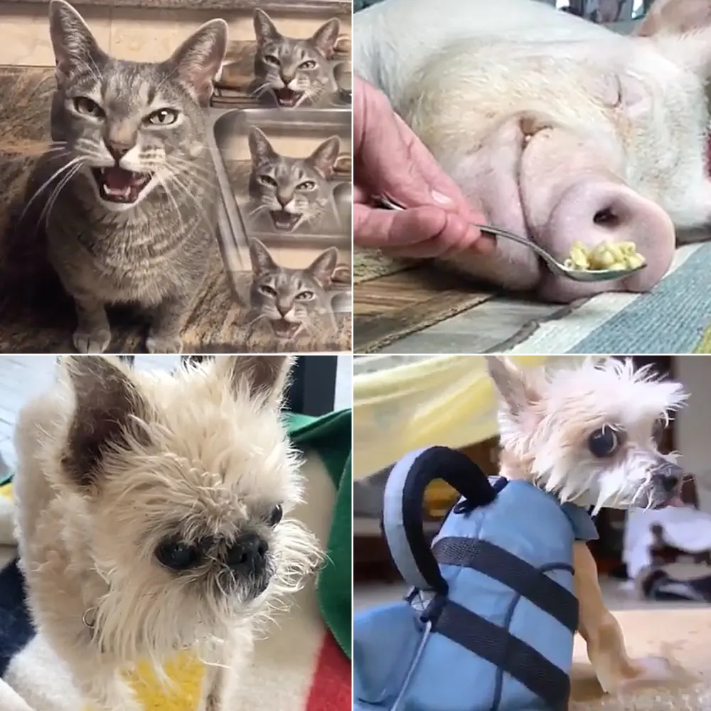 Petformers Awards Best Comedy