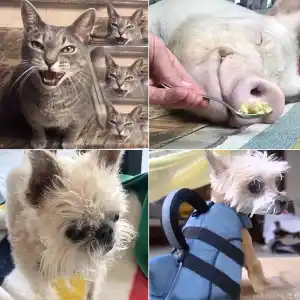 Petformers Awards Best Comedy