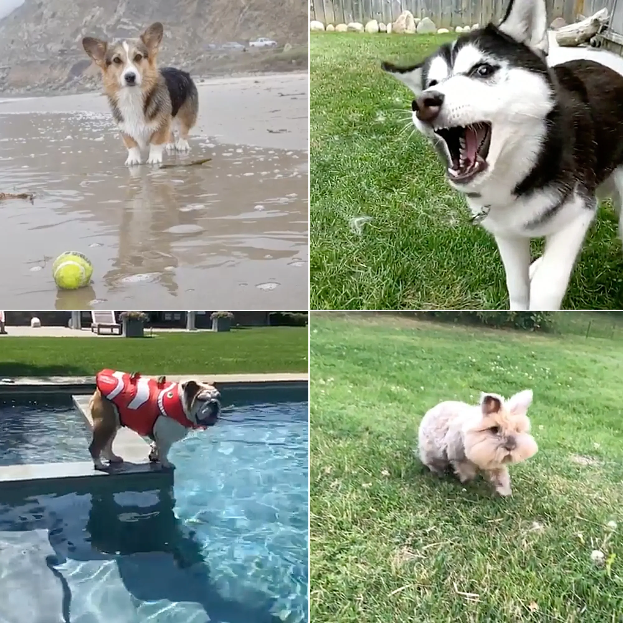 Petformers Awards Best Lead Drama