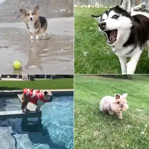 Petformers Awards Best Lead Drama