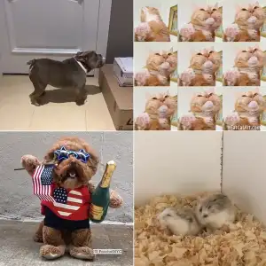 Petformers Awards Outstanding Choreography