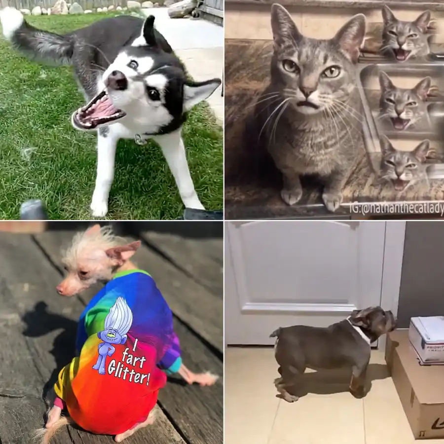 Luxury Handbag Shopping Petformers 2019 Complete Winners List