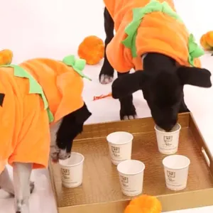 Puppies Dressed Like Pumpkins Review Pumpkin Spice Treats