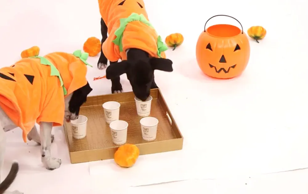 Puppies Dressed Like Pumpkins Review Pumpkin Spice Treats