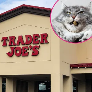 Trader Joe's Is Selling Advent Calendars For Cats