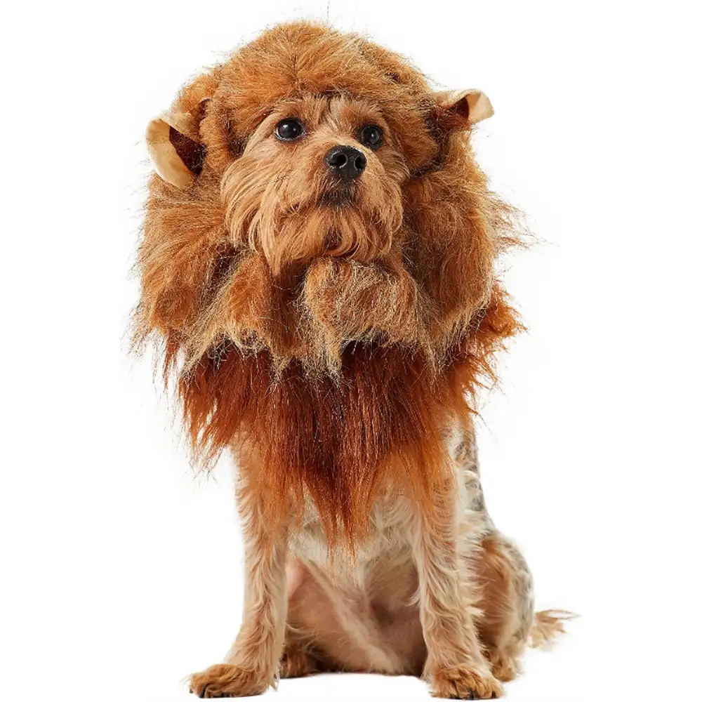 dog lion costume