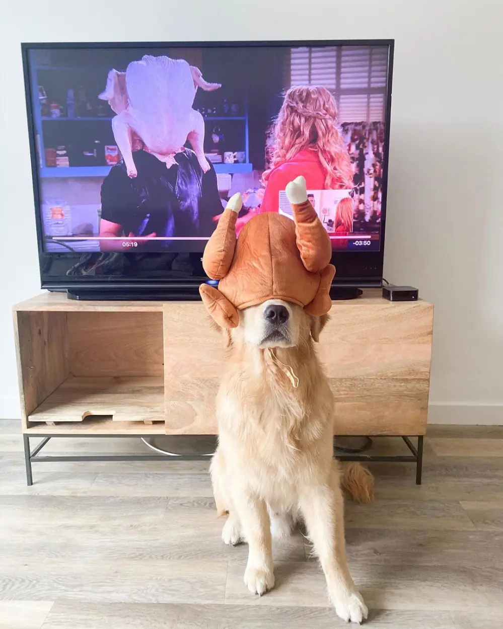 Adorable Golden Retriever Channels Joey from &lsquo;Friends&rsquo; Thanksgiving Episode