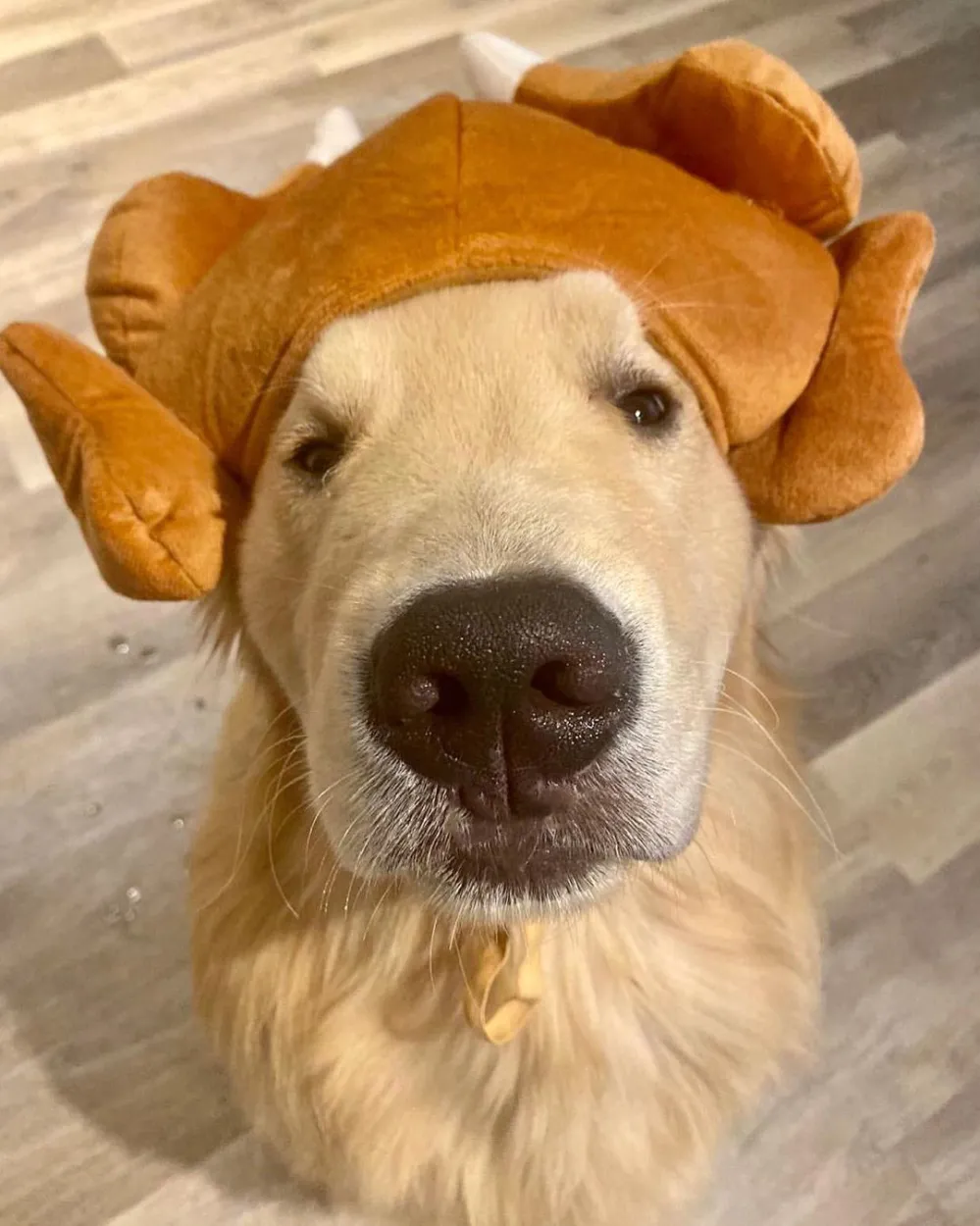 Adorable Golden Retriever Channels Joey from &lsquo;Friends&rsquo; Thanksgiving Episode