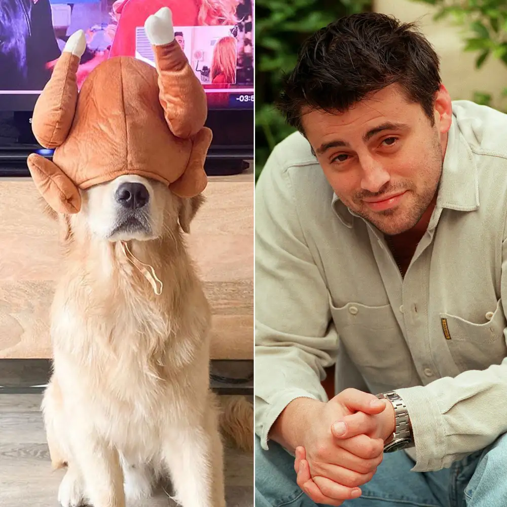Adorable Golden Retriever Channels Joey from &lsquo;Friends&rsquo; Thanksgiving Episode