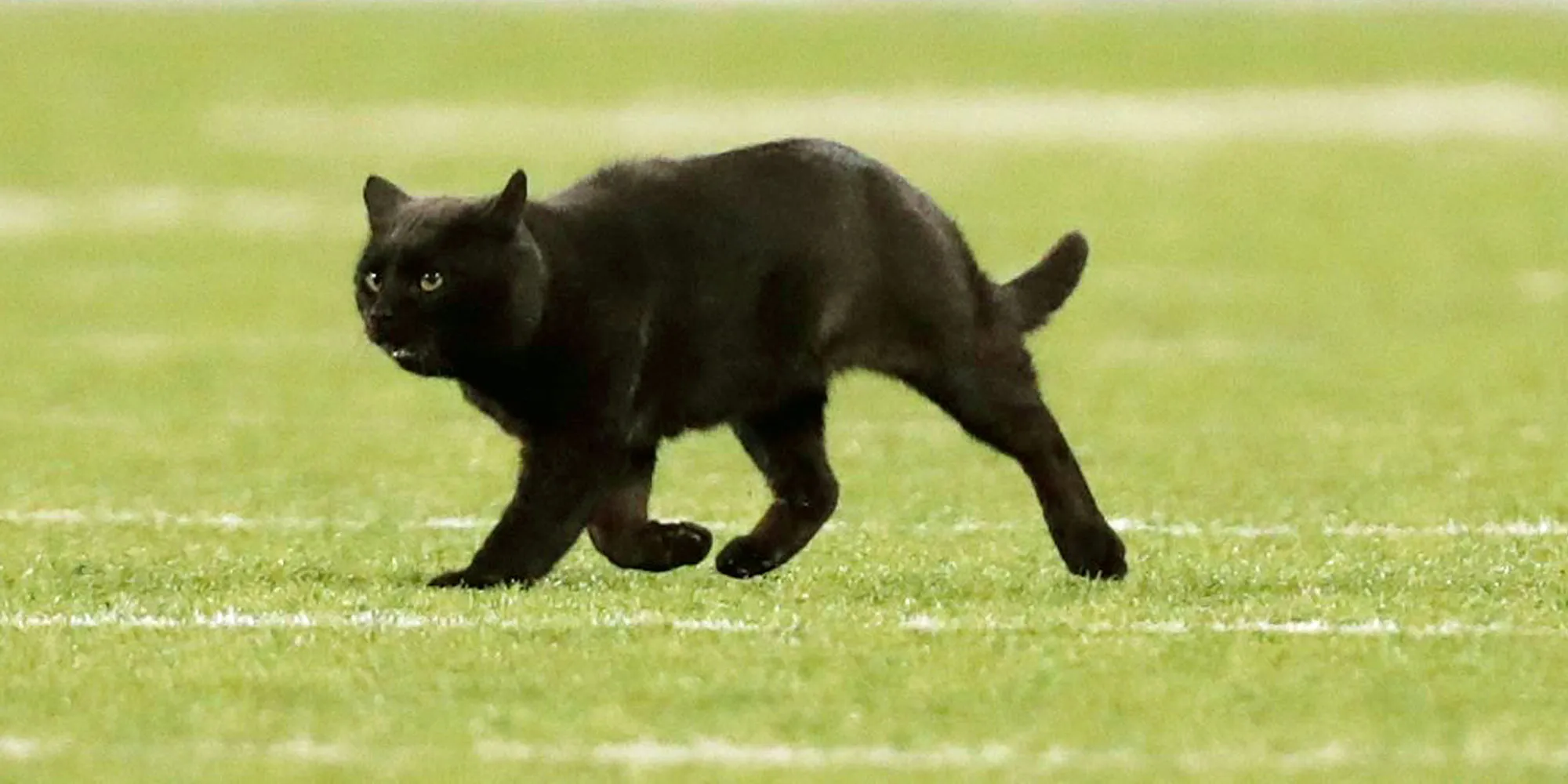 Black Cat Delays Play After Running Onto the Field at Giants-Cowboys Game