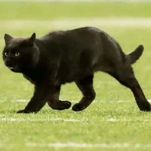 Black Cat Delays Play After Running Onto the Field at Giants-Cowboys Game