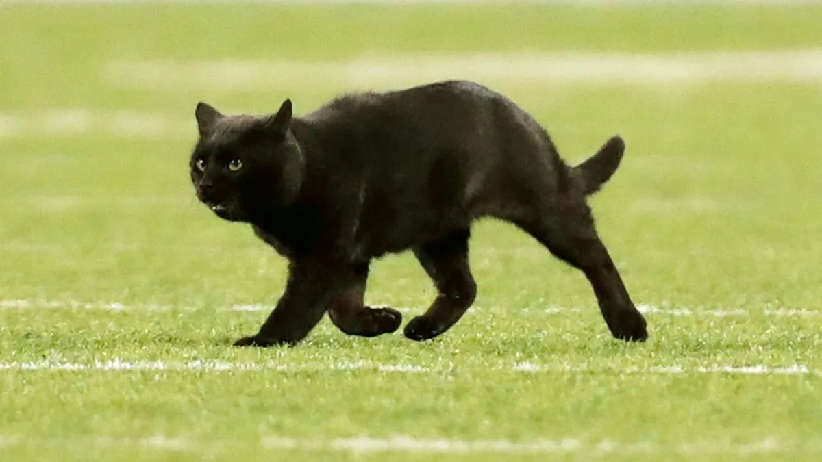 Black Cat Delays Play After Running Onto the Field at Giants-Cowboys Game