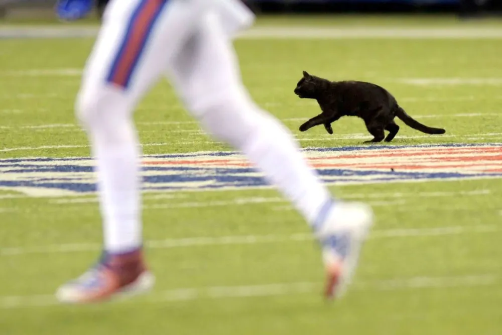 Black Cat Delays Play After Running Onto the Field at Giants-Cowboys Game