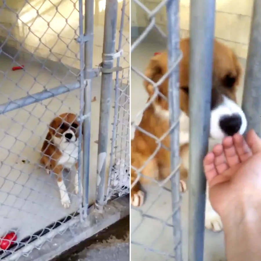 Chris Evans His Dog Dodger See Their Pawsome Friendship