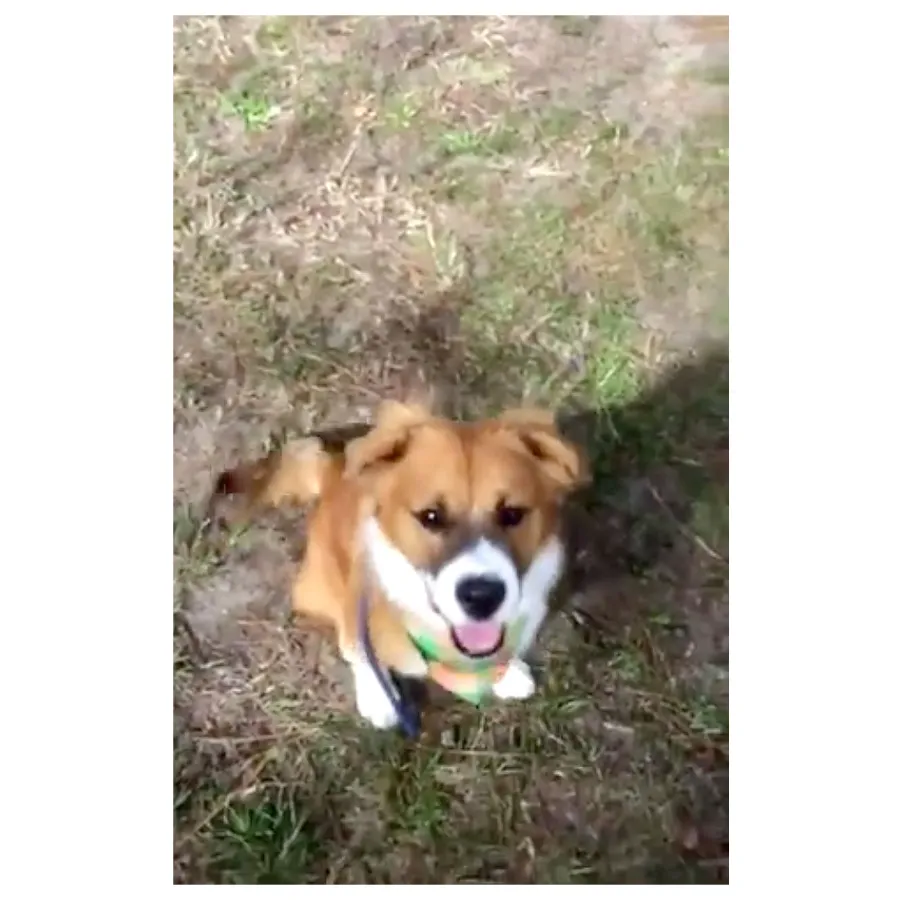 Chris Evans His Dog Dodger See Their Pawsome Friendship