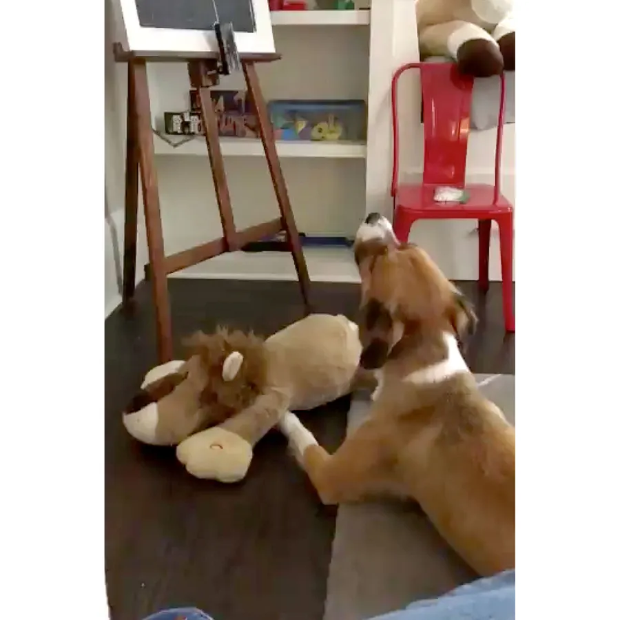 Chris Evans His Dog Dodger See Their Pawsome Friendship