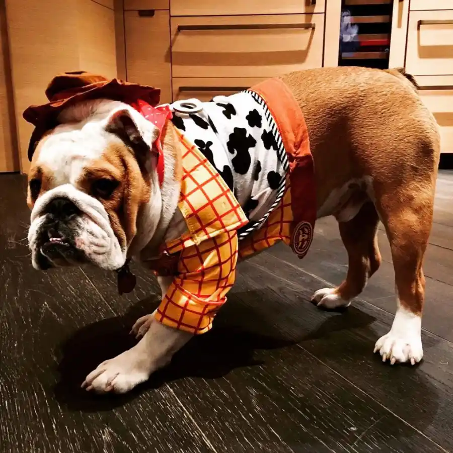 Chrissy-Teigen-and-John-Legend-dog-halloween-costume