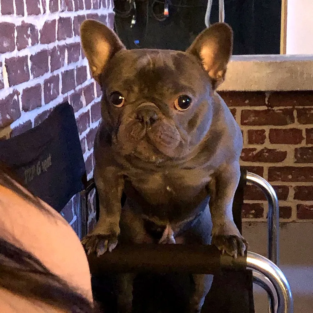 Taraji P Henson Takes Her Dog to Work on Set