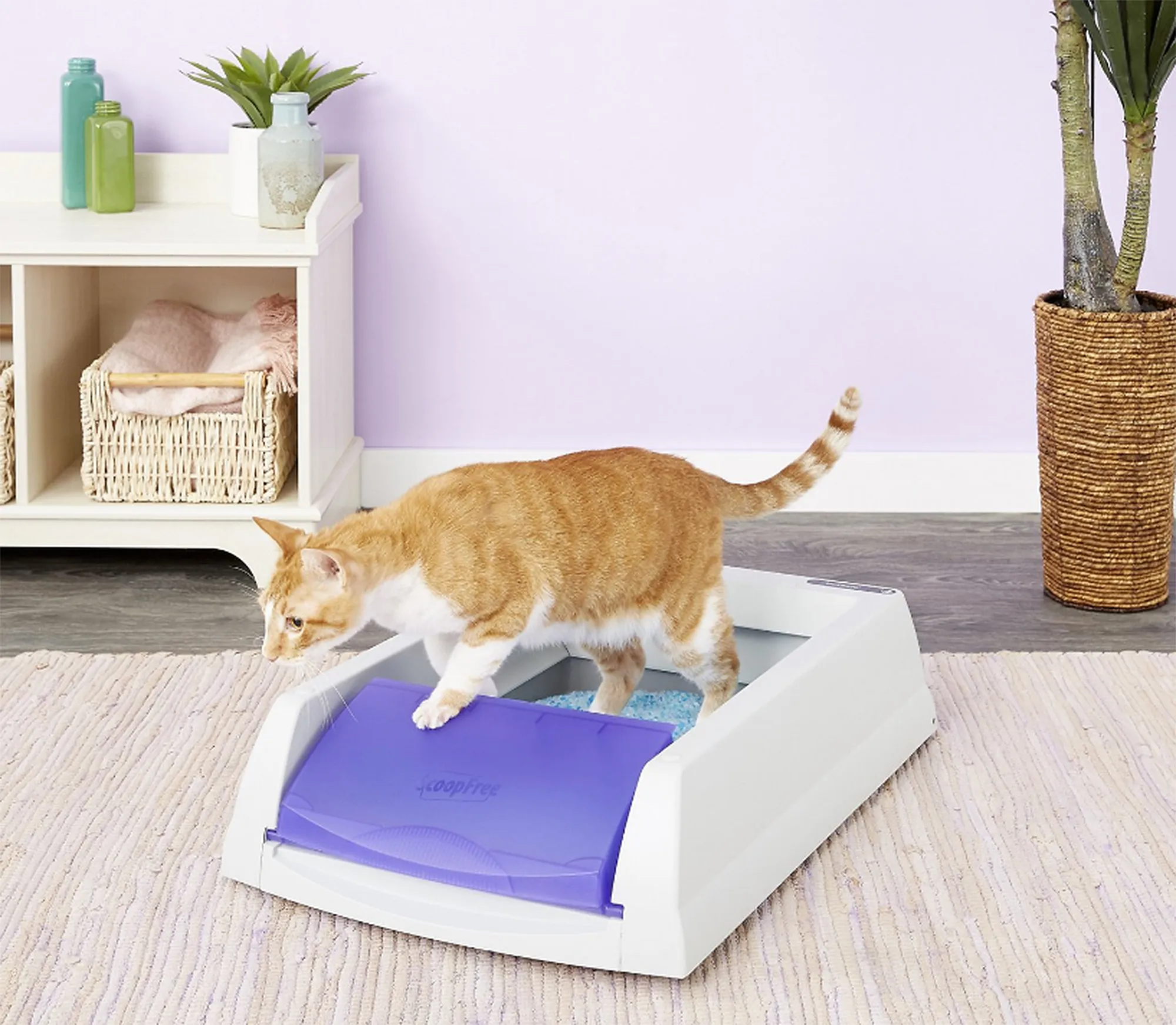 scoopfree litter box